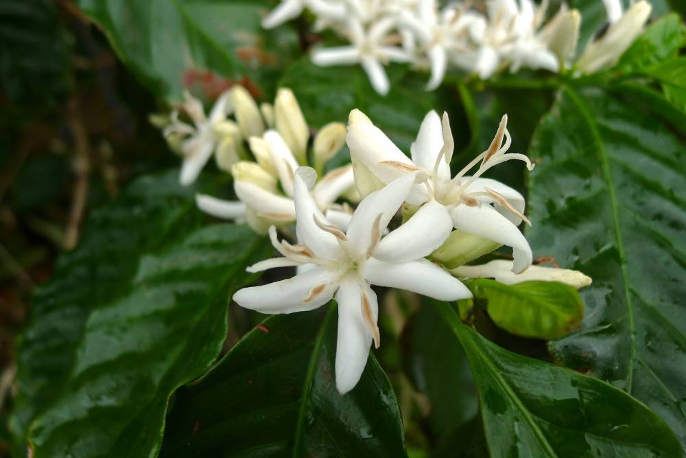 Coffee, Coffea arabica 'First Fleet' - fills the garden with the scent of jasmine