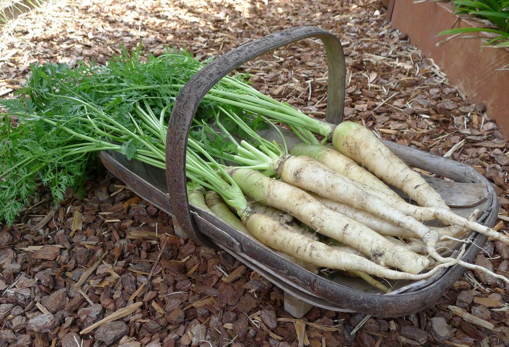 Carrot, Daucus carota 'Lunar White'