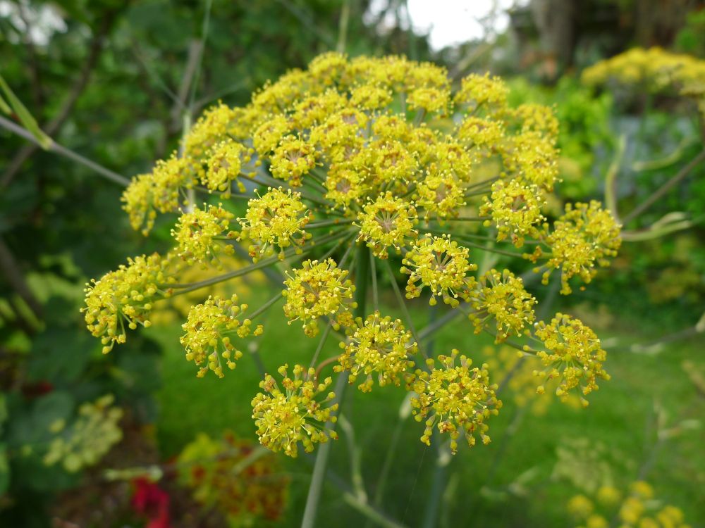 Fennel, Foeniculum vulgare 'Purpureum'