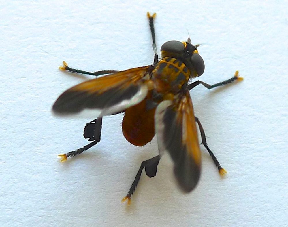 Species 376: Trichopoda giacomellii, a biocontrol of the green vegetable bug