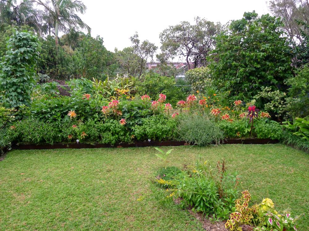 Subtropical summer border: Madagascan beans (left) Chinese spinach 'Flying Colours', various basil, wild rocket