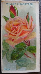 Rose, Betty, Hybrid Tea