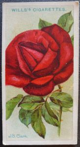 J E Clark, Hybrid Tea