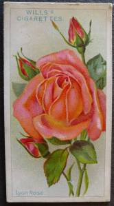 Rose, Lyon Rose, Hybrid Tea