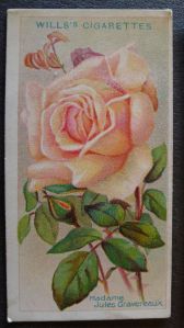 Rose, Madame Jules Gravereaux, Tea