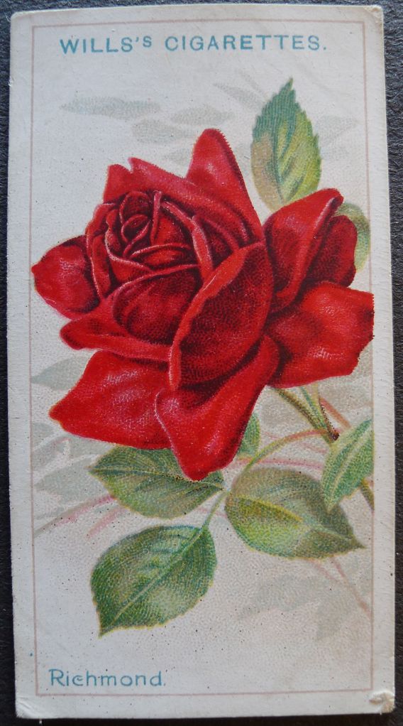 Richmond, Hybrid Tea