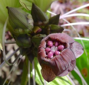 Giant Bat Flower, Tacca chantrieri