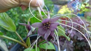 Giant Bat Flower, Tacca chantrieri
