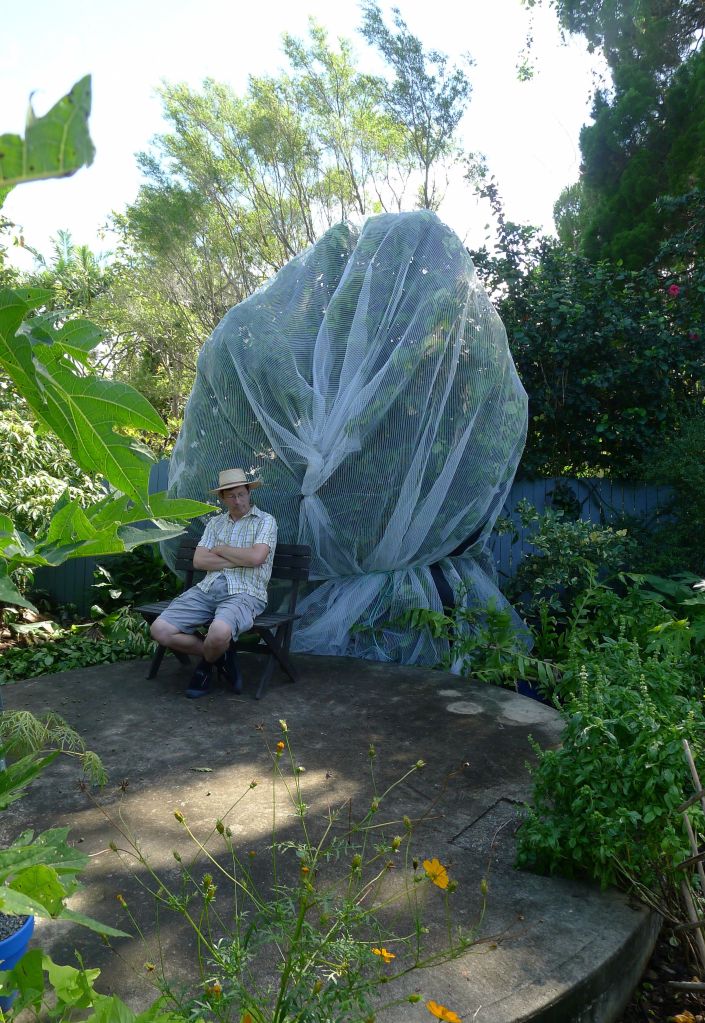 See and learn how using Hailguard and correctly positioning this netting on fruit trees prevents fruit losses to birds and fruit bats without harming wildlife