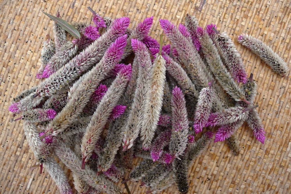 Lagos spinach, Celosia cristata: easily grown from seed, this produces pretty, butterfly attracting flowers and edible leaves