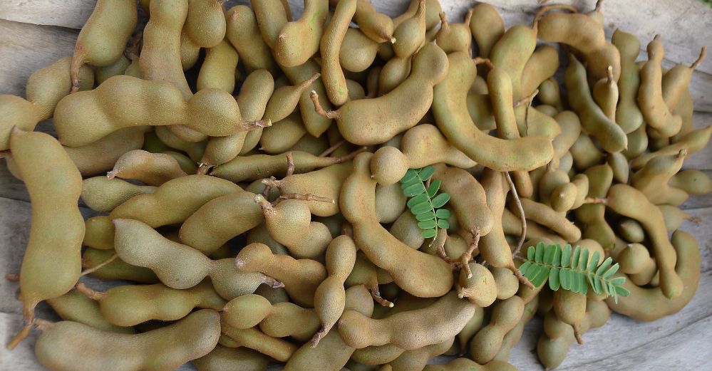 Tamarind pods, Tamarindus indicus