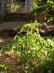 Extinct: Teosinte is the only perennial corn (Zea mays ssp. mexicana)