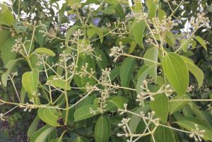 Winter is the new spring: In bud, cinnamon, Cinnamomum verum, 29/7/18