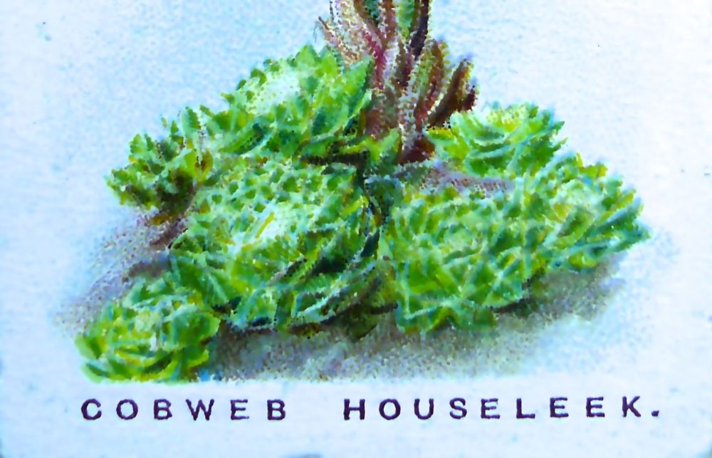 Cobweb houseleek, Sempervivum arachnoideum, Wills' Alpine Flowers, 1913 
