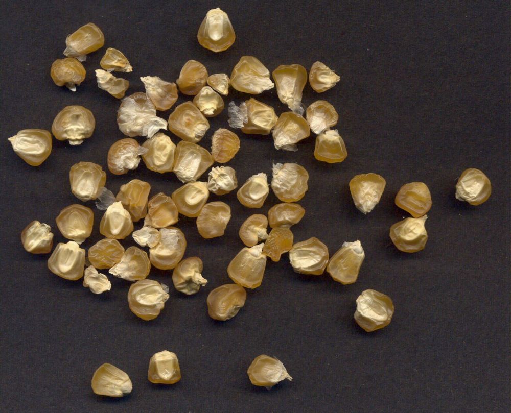 Wild corn (Zea mays) has been polluted by GM genes