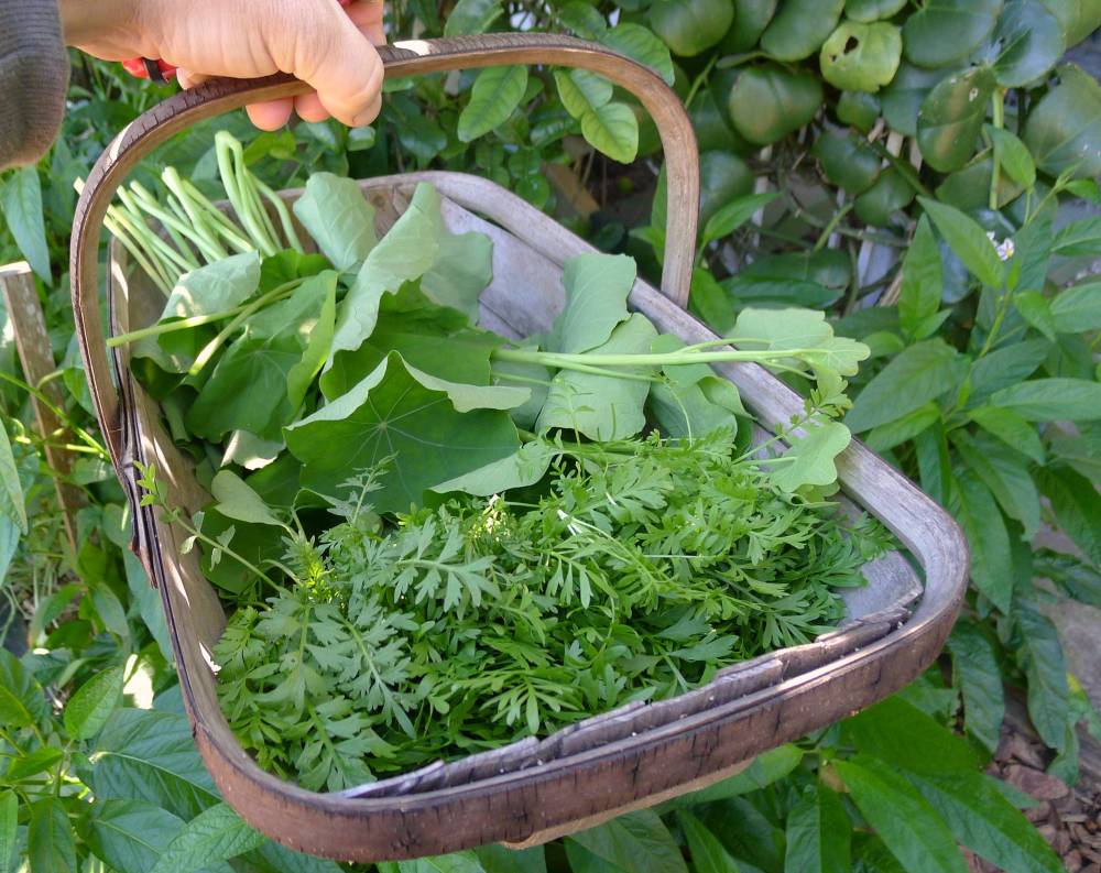 On 4th August I made swinecress & nasturtium pesto for my audience at 'What's Cooking in the Gardens?