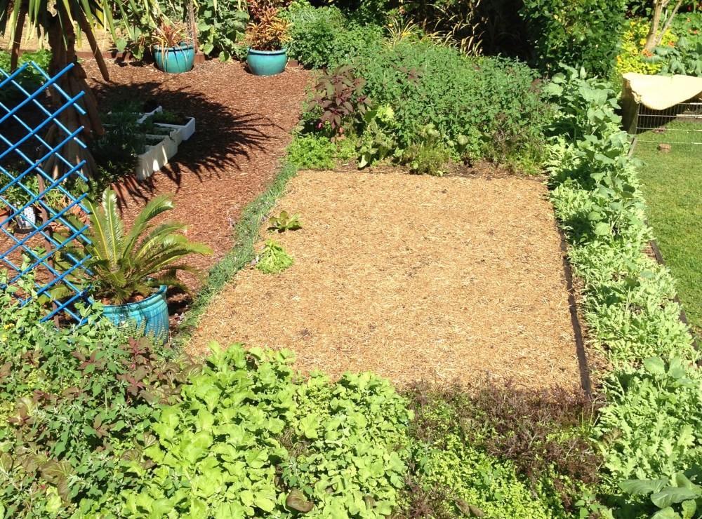 freshly sown bed of corn
