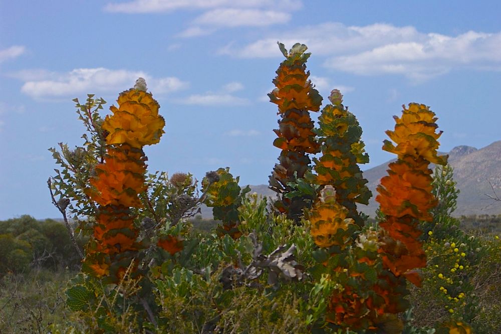 Hakea victoria, Fitzgerald River National Park, Western Australia