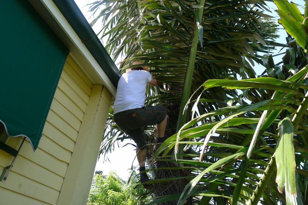 First attempt at tapping palm sugar (Arenga pinnata)
