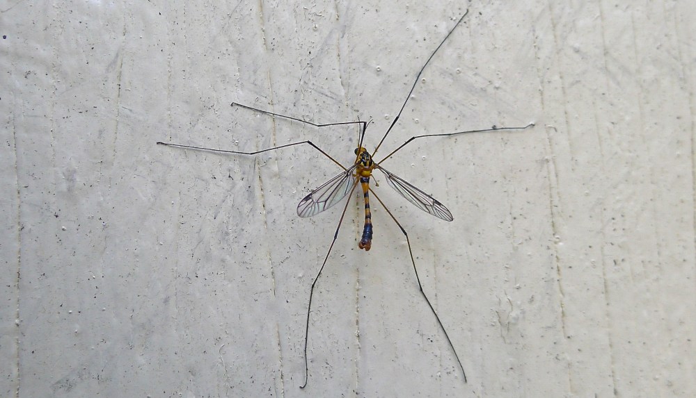 Species 399 at 'Bellis': Crane fly, Nephrotoma australasiae