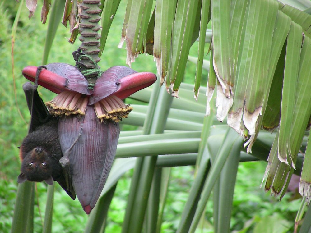 Eric the Black flying fox, Pteropus alecto
