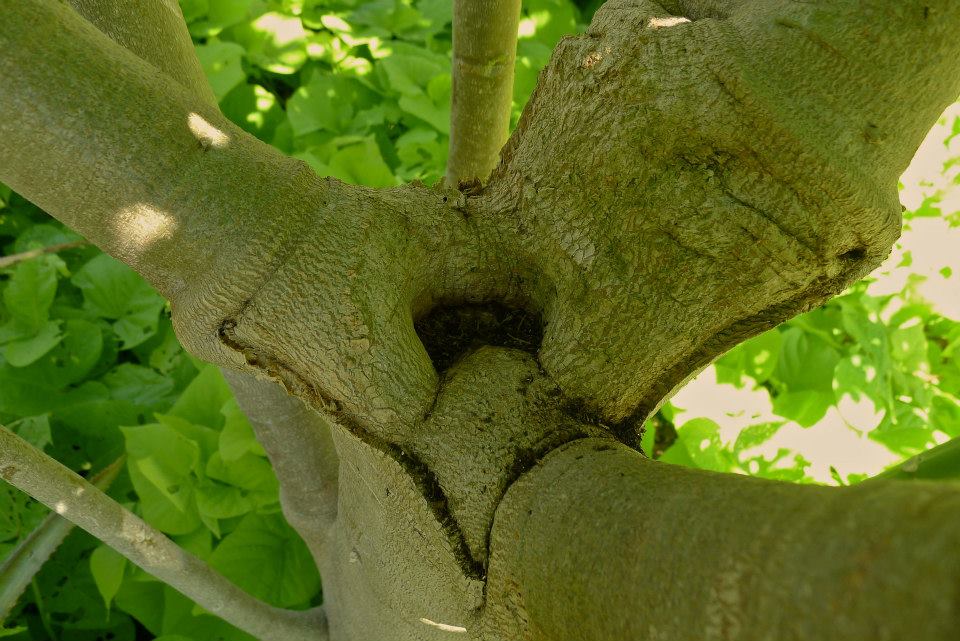 1619192_10152556095508765_759695082_n