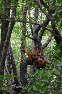 Basket fern, Drynaria rigidula