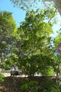 Crown of Gold, Barklya syringifolia
