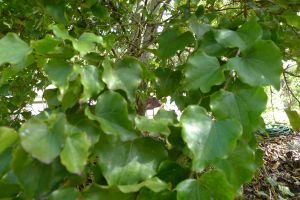 Crown of Gold, Barklya syringifolia
