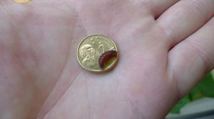 Caterpillar of the native Cycad Blue Butterfly, Theclinesthes onycha