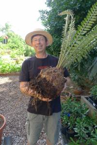 Cycad cutting, Encephalartos altensteinii, finally sprouts