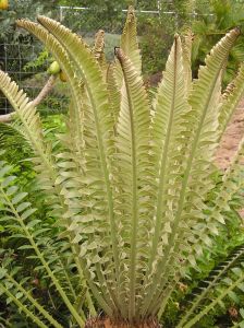 Encephalartos altensteinii new fronds