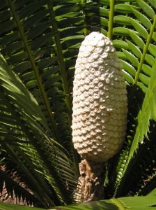 Dioon spinulosum in cone