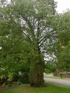 Mature bottle tree, Brachychiton rupestris,
