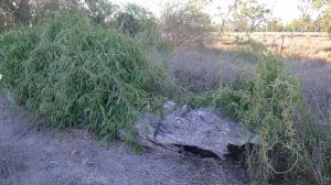 Gargaloo, Parsonsia eucalyptophylla