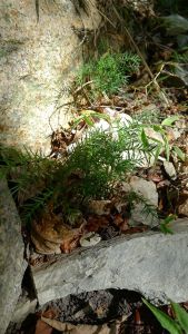 Hoop pine seedlings, Araucaria cunninghamii