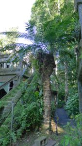 Hope's cycad, Lepidozamia hopei, Paronella Park