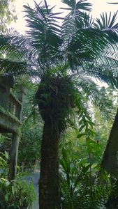 Hope's cycad, Lepidozamia hopei, Paronella Park