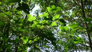 Little kurrajong, Brachychiton bidwillii
