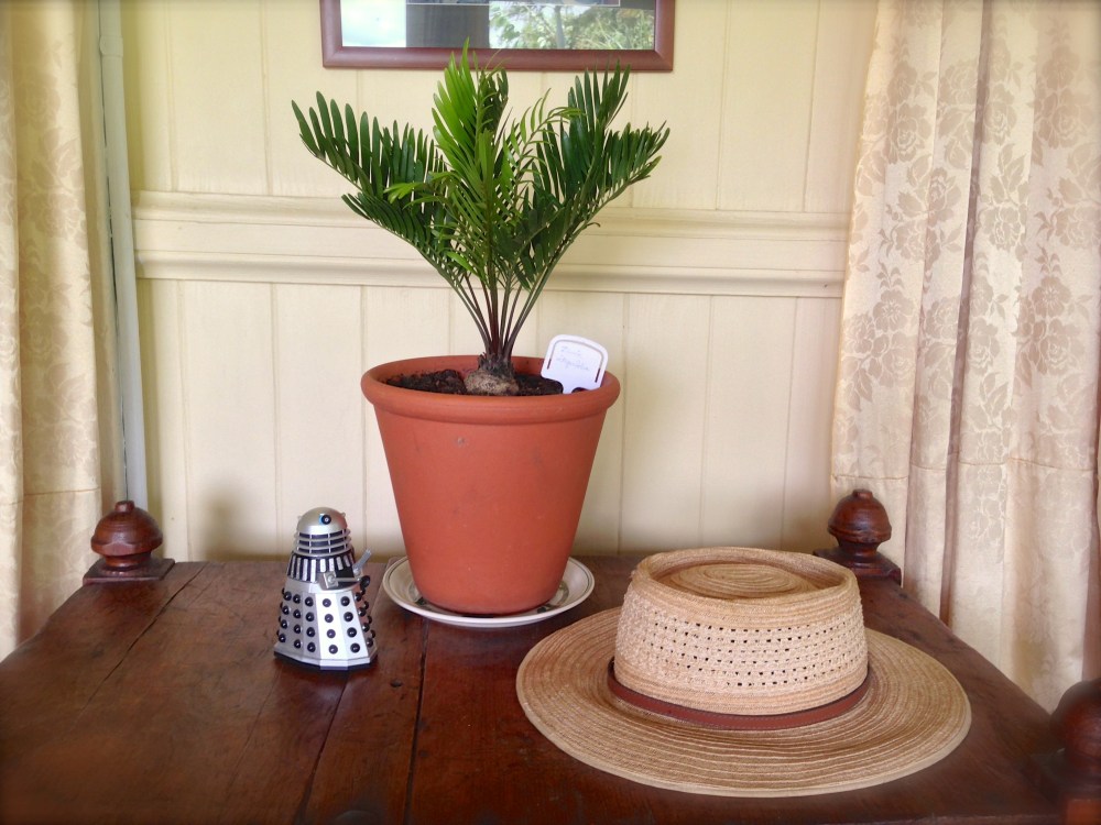 new friend: Zamia integrifolia