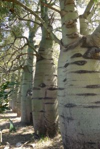 Queensland bottle tree, Brachychiton rupestris