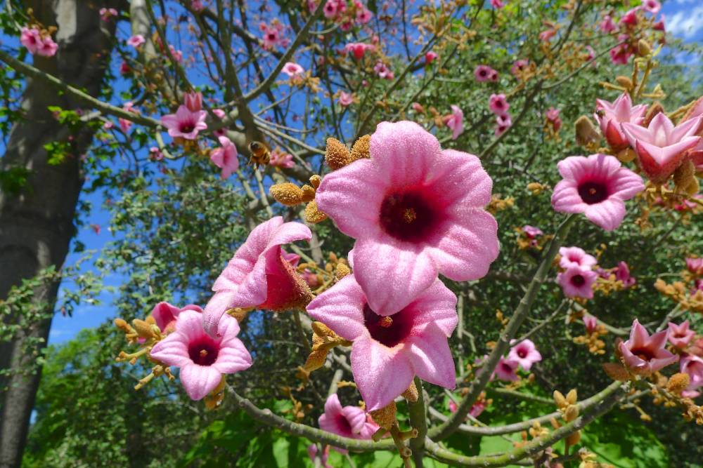 Queensland Lacebark, Brachychiton discolor