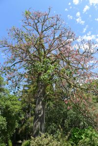 Queensland Lacebark, Brachychiton discolor