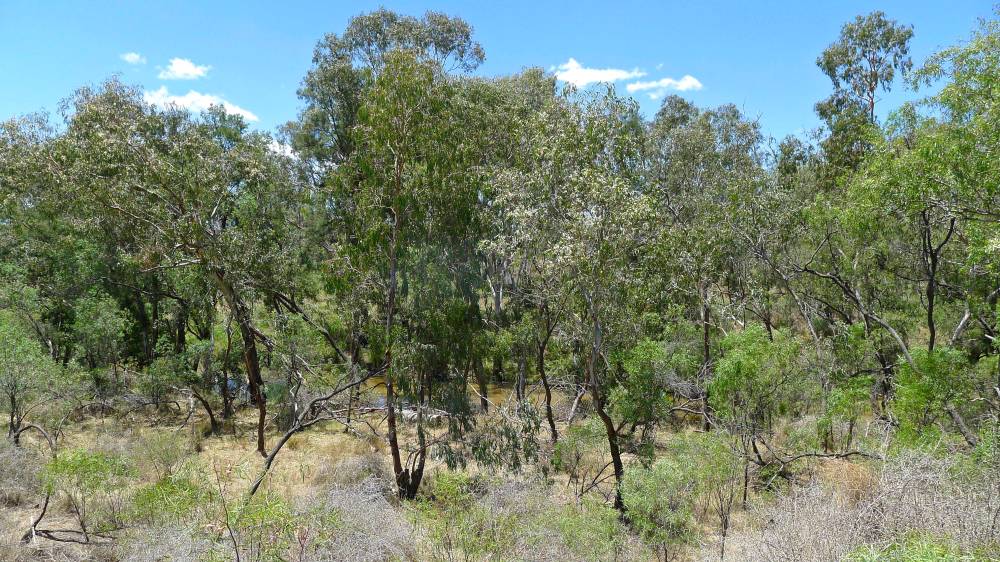 Relictual Dry Rainforest, Moree