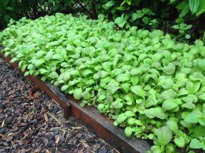 8th generation home saved seed mustard, Brassica juncea 'Osaka Purple'