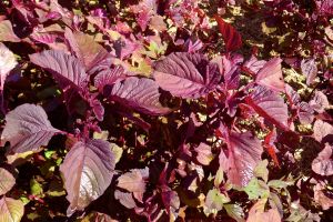 Amaranthus 'Mekong Red' Chinese spinach