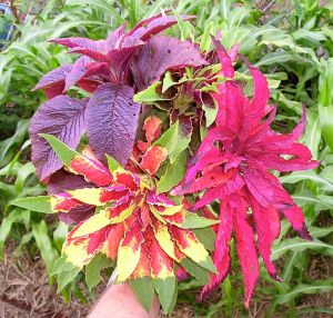 Amaranthus tricolor 'Flying Colours'
