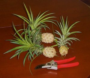Ananas nanus dwarf pineapple