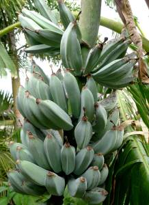 banana, Musa x sapientum 'Java Blue'