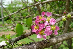 Acerola aka Barbados cherry, Malpighia emarginata